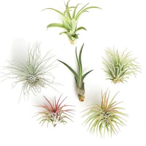 Shop Succulents | Assorted Collection of Live Air Plants, Hand Selected Variety Pack of Air Succulents | Collection of 6
